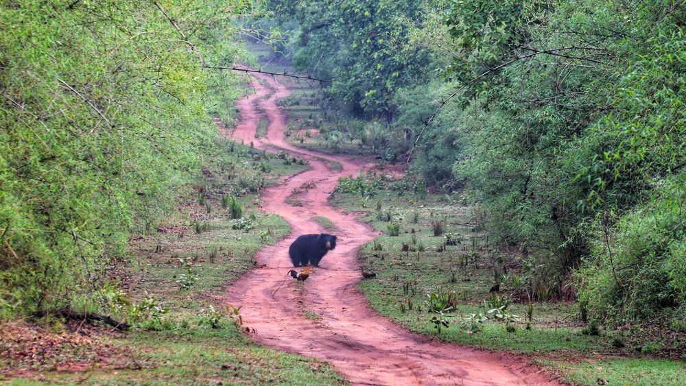 Sloth Bear and Serpentine Road.