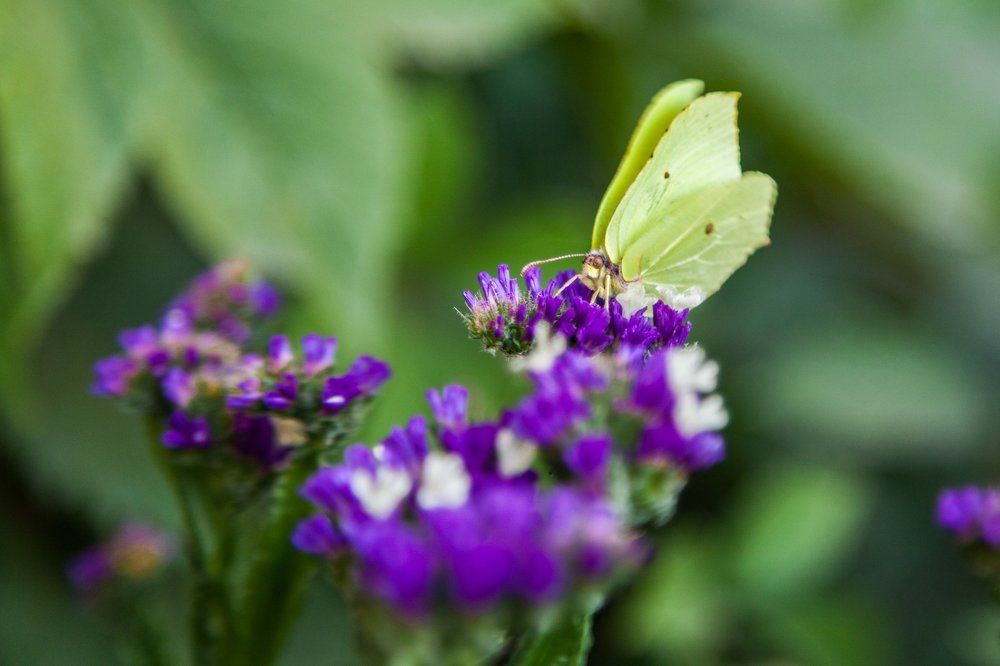 Бабочка Лимонница