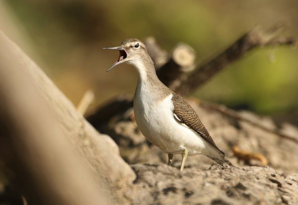 Actitis hypoleucos - Common sandpiper