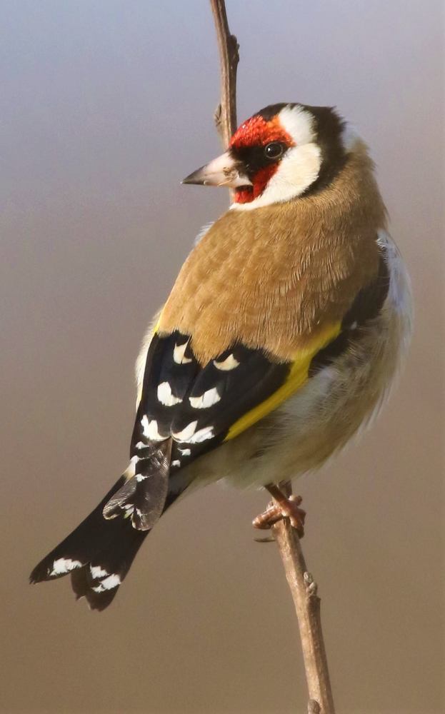 Carduelis carduelis - European goldfinch