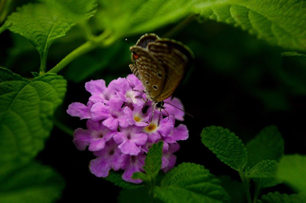 Butterfly's Beauty