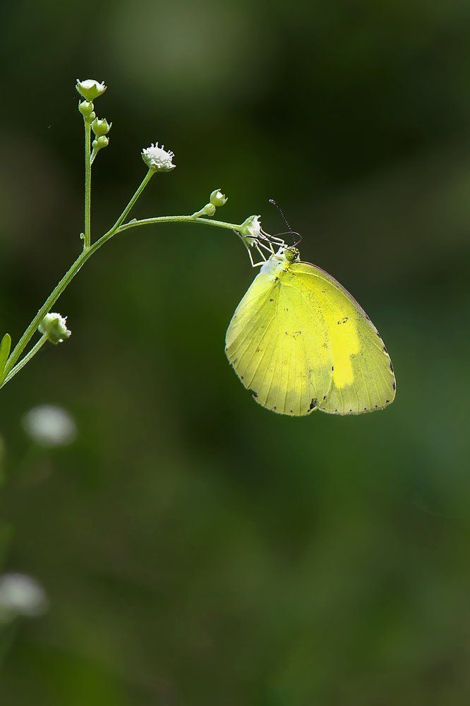 Beauty on Dangerous Flower
