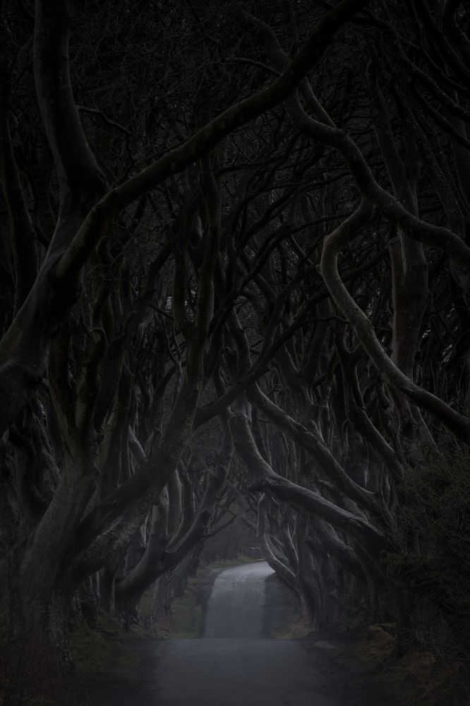 Dark Hedges