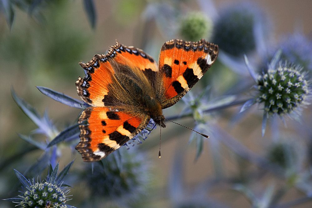 меланхолия