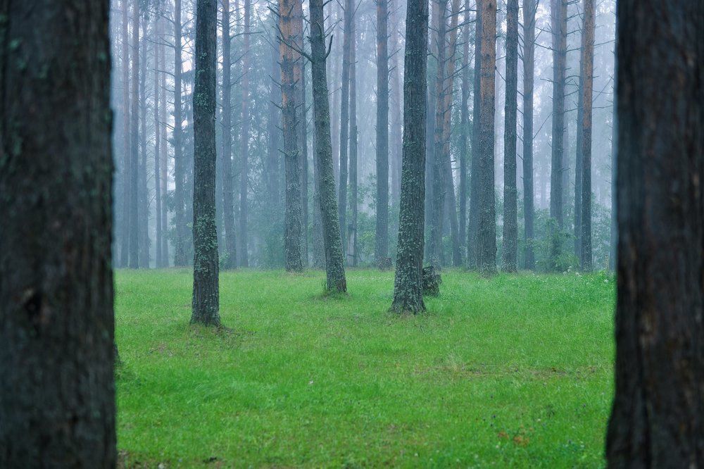 Сосновый посад