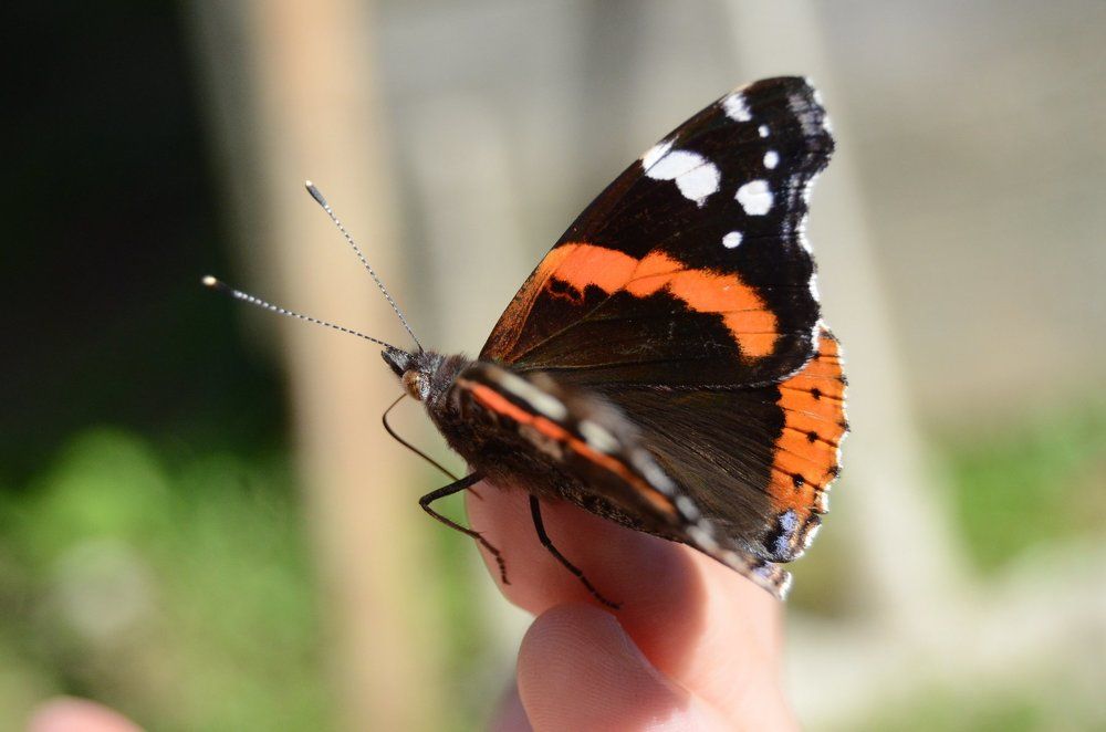 Ручной Красный адмирал