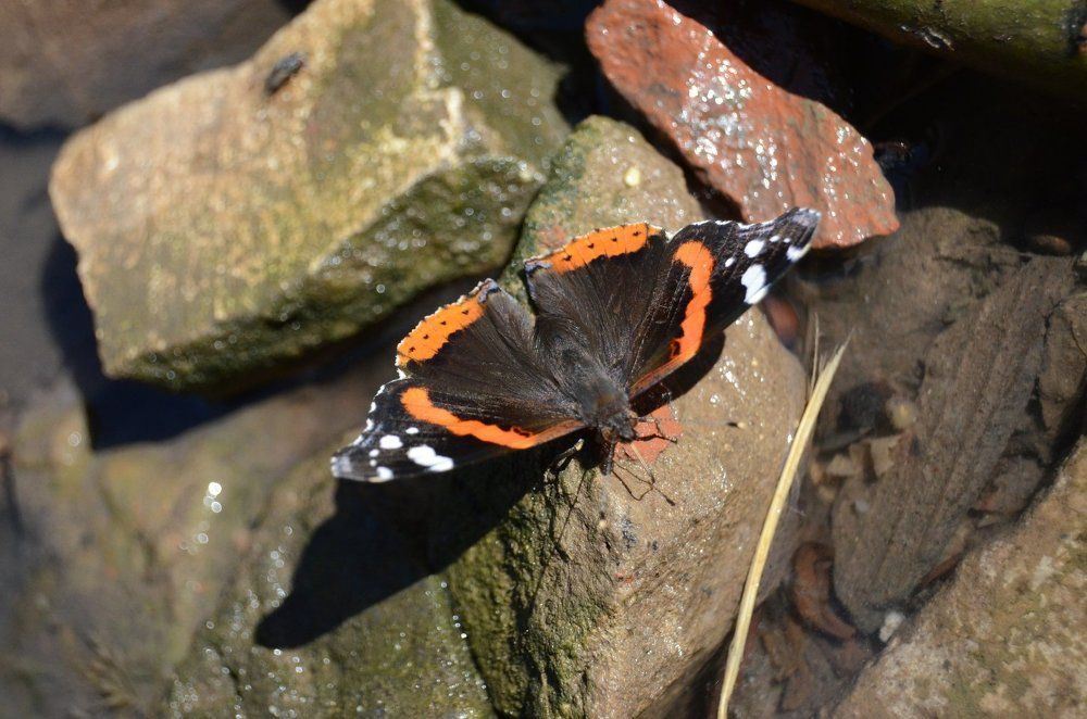 Красный адмирал