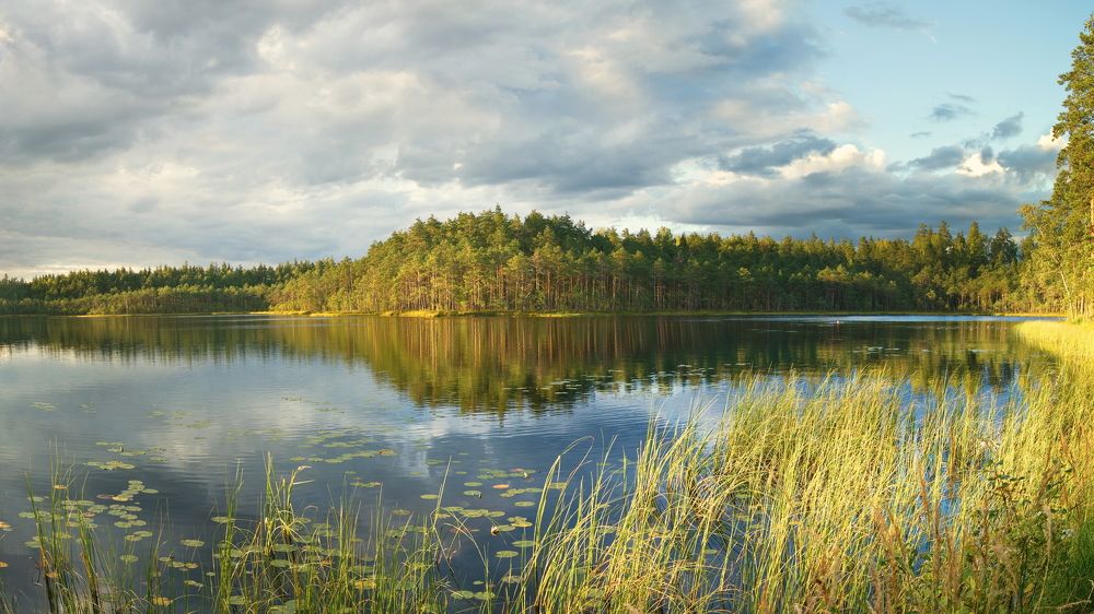 Панорама лесного озера