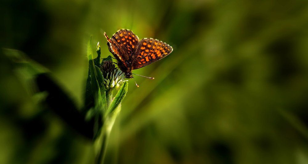 Photograph by MARINA FADEEVA