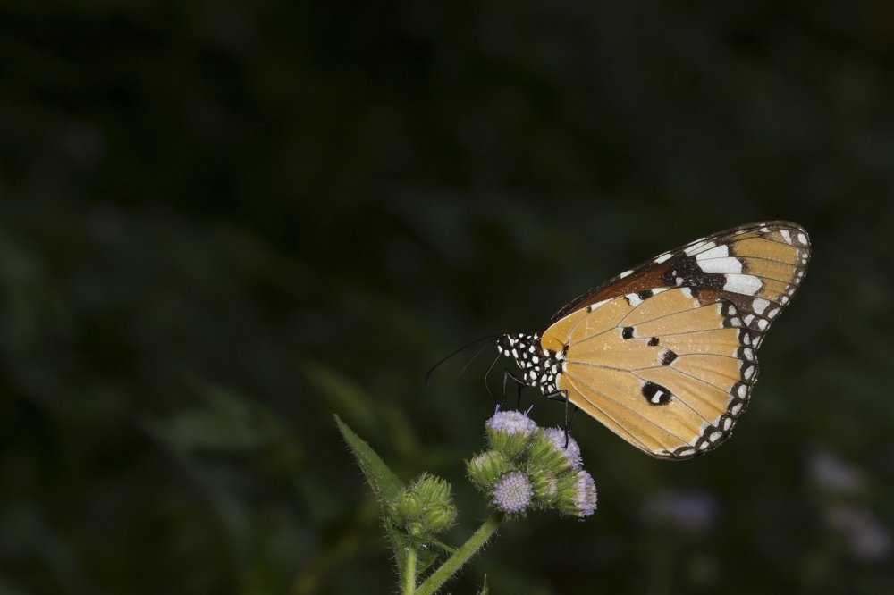 Routine work of a short life