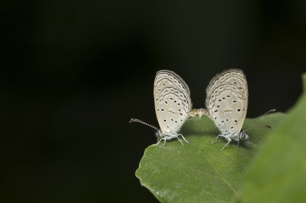 Bringing the Gen-next