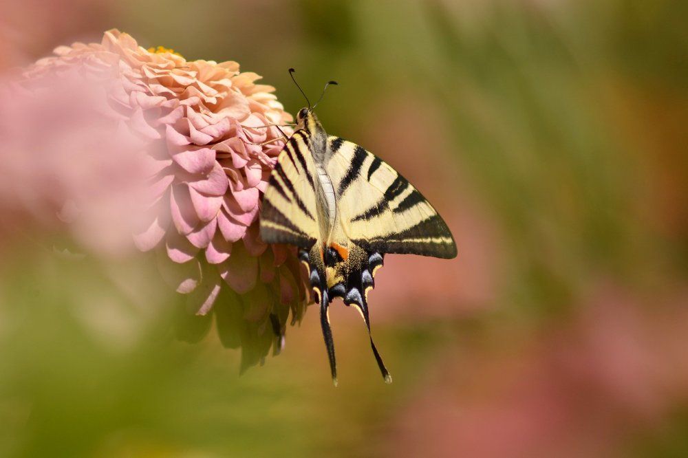 Цветные паруса
