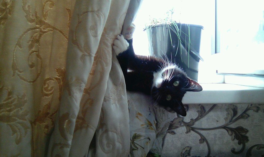 Кошка МИША