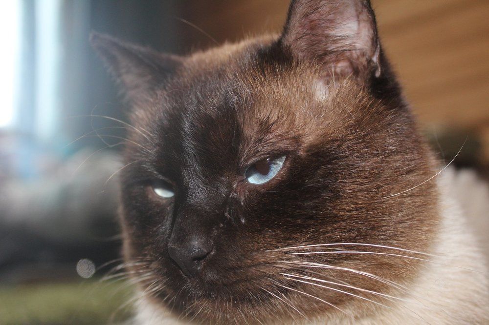 властелин ковра