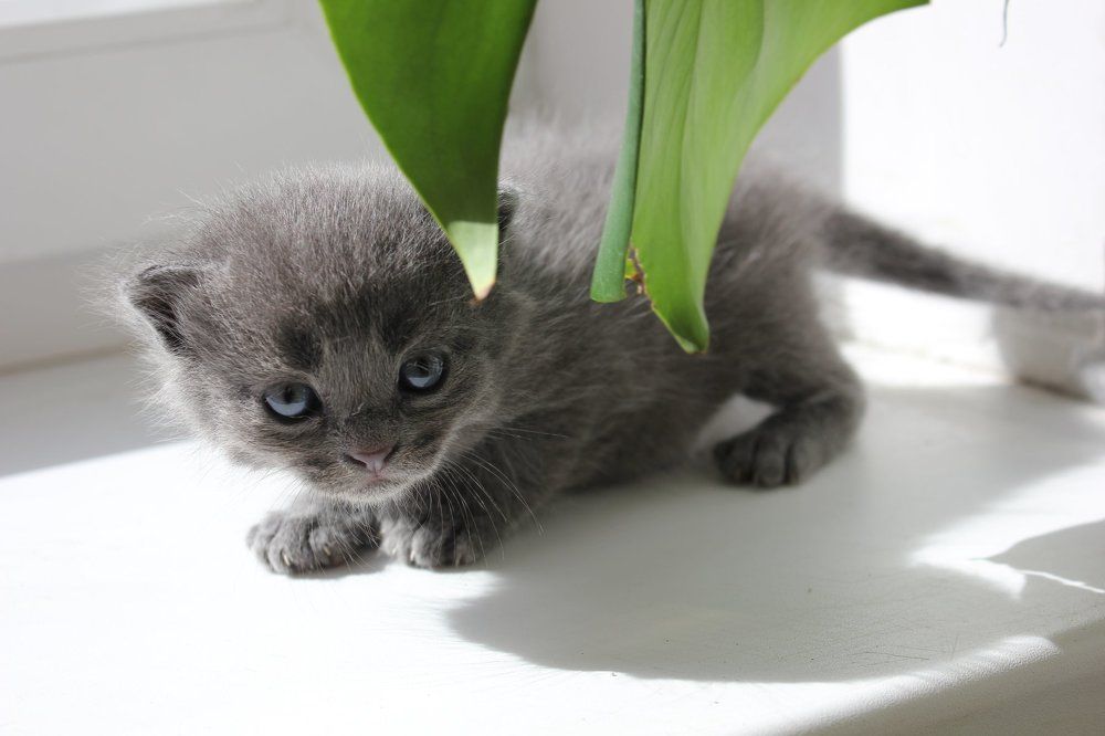 Котенок