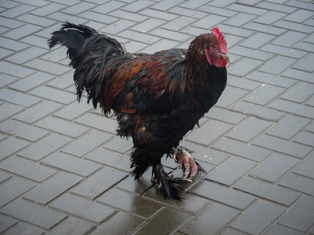 Photograph by Светлана