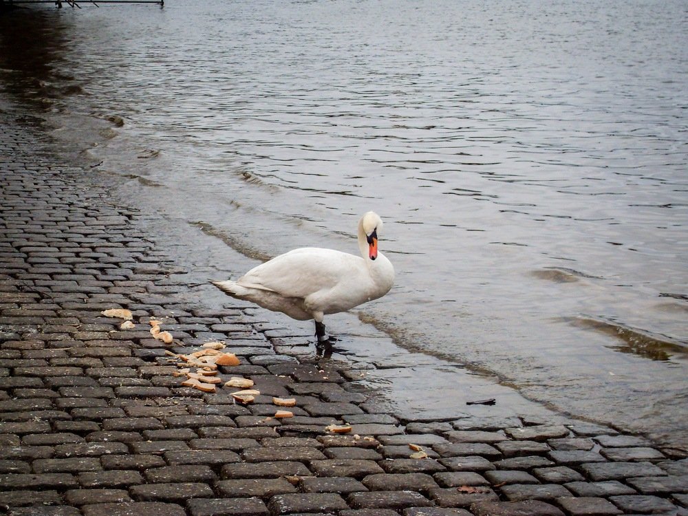 Photograph by Светлана