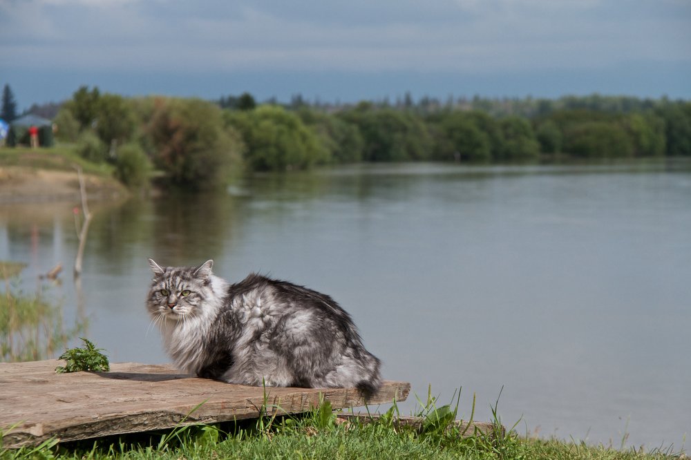 Юникс, курильский бобтейл