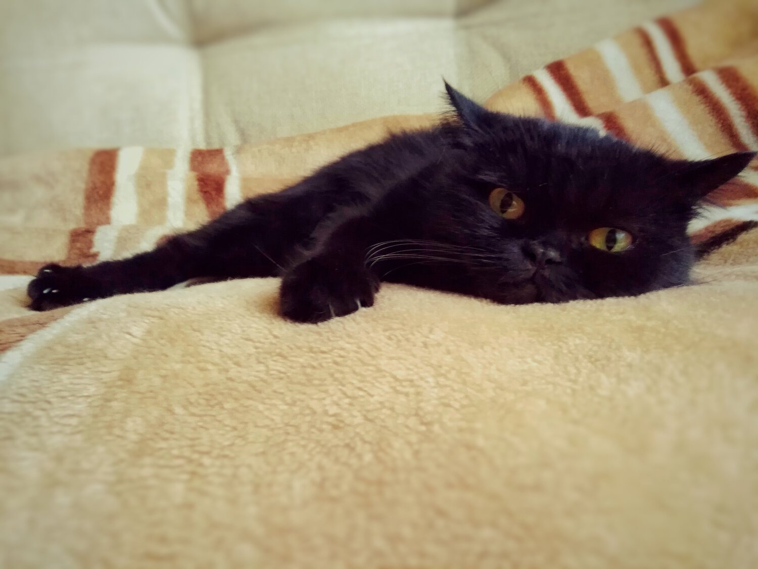 Кошачий релакс