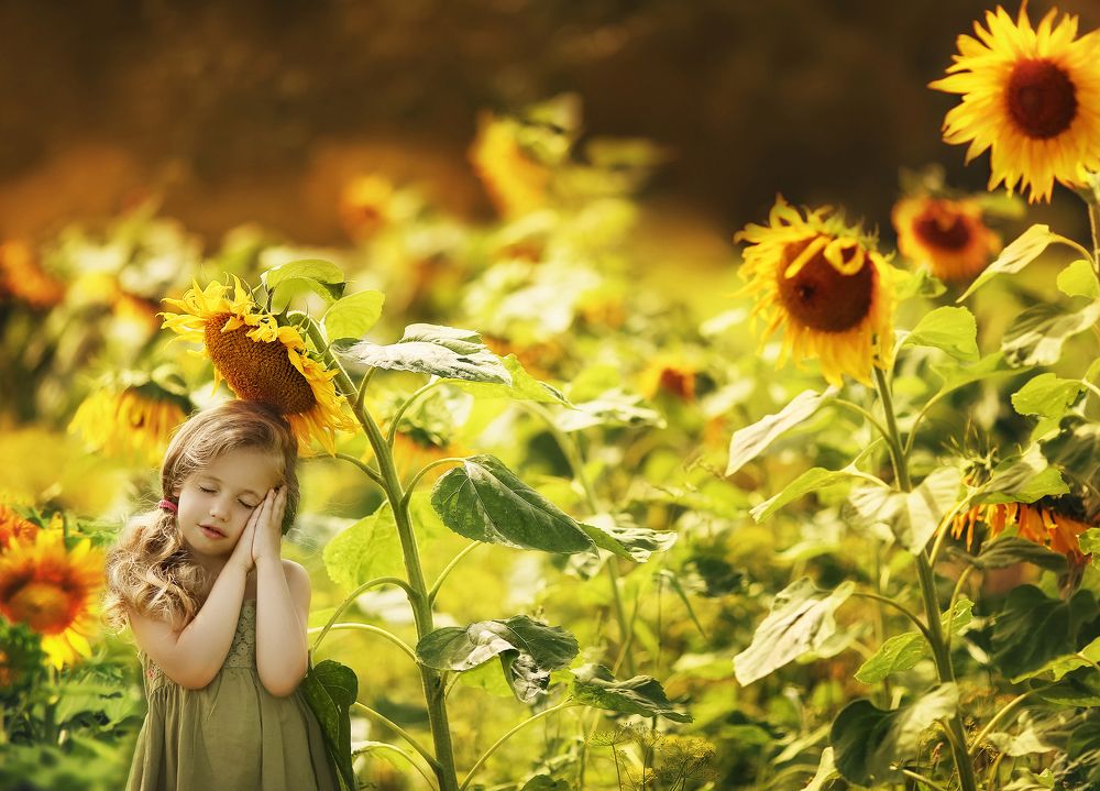 Подсолнухи