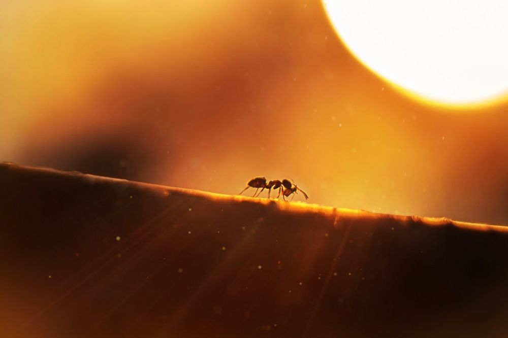 Бегущий мурашка по своим делам на закате