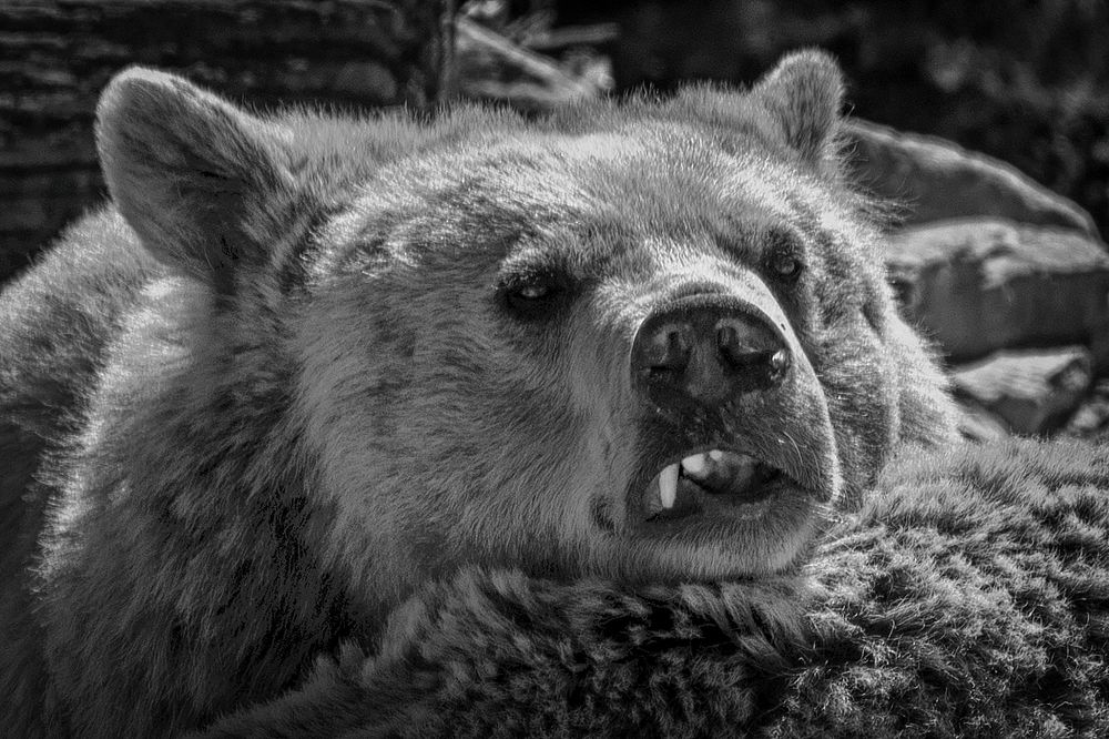 Angry Bear