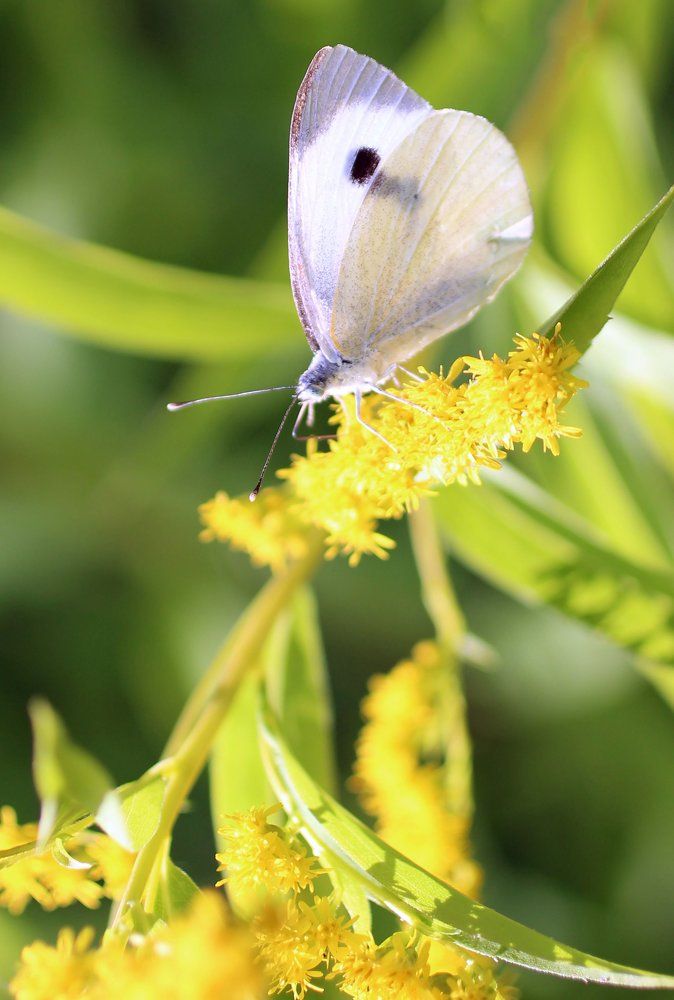 Капустница  ...