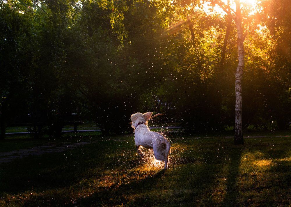 Солнечный пёс