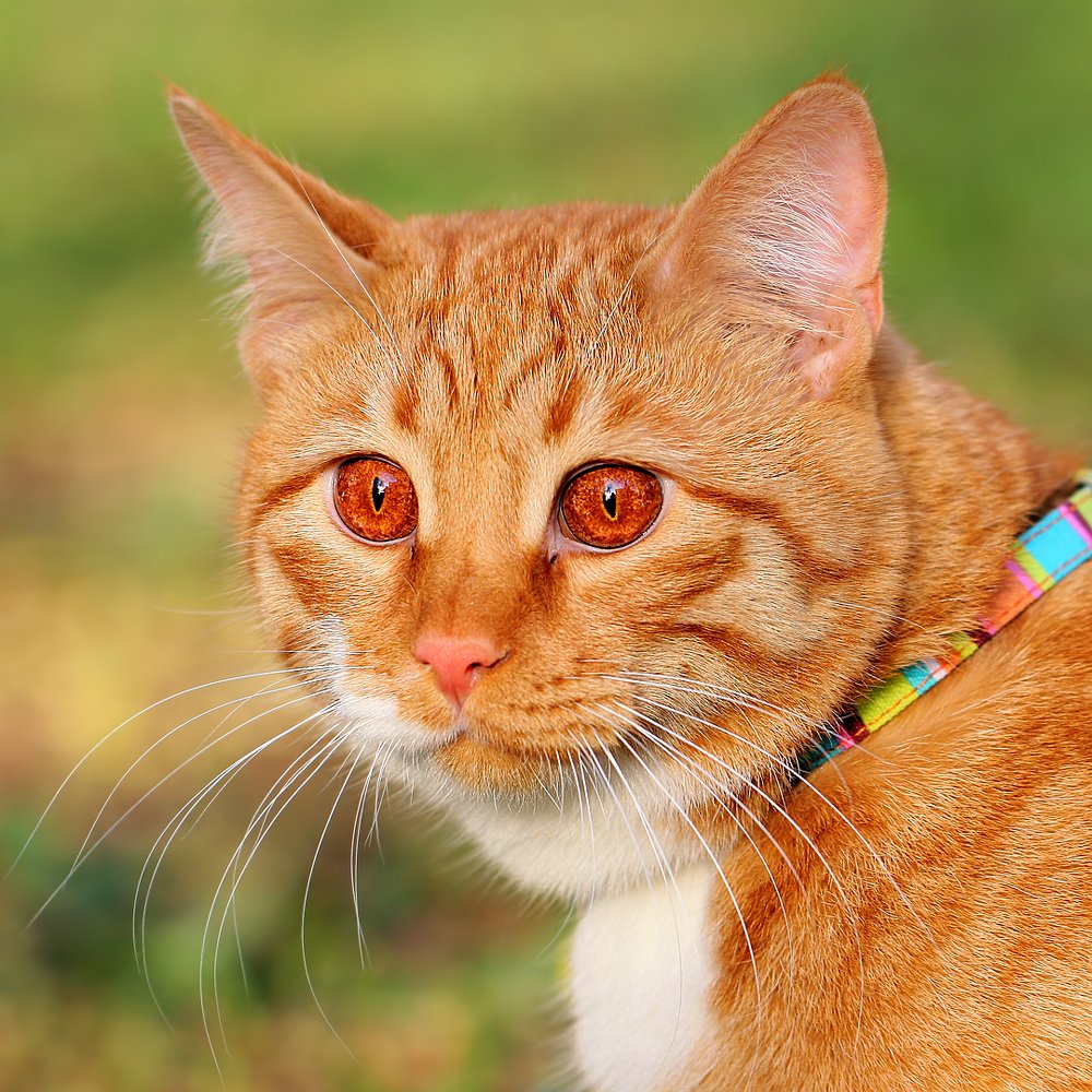 Огненный демон...