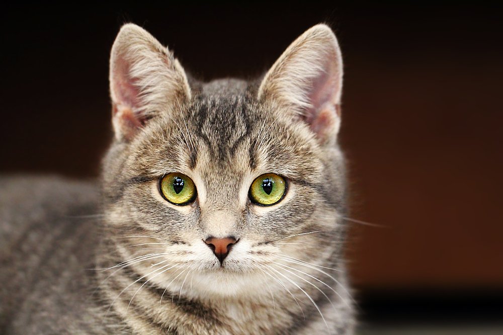 Не моргать!...