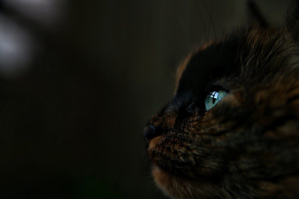 Photograph by Анжелика Сидорова