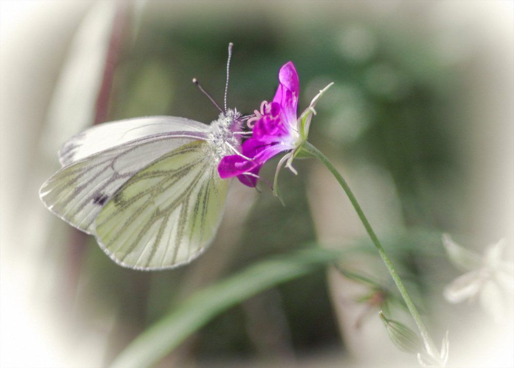 Капустница на полевой герани