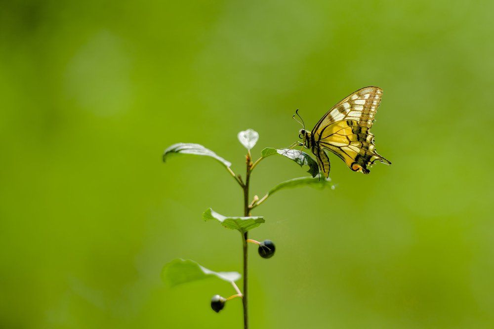 Махаон на черёмухе