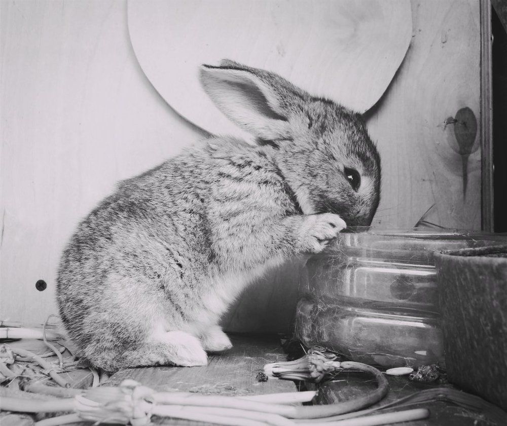 Photograph by Стефанова Татьяна