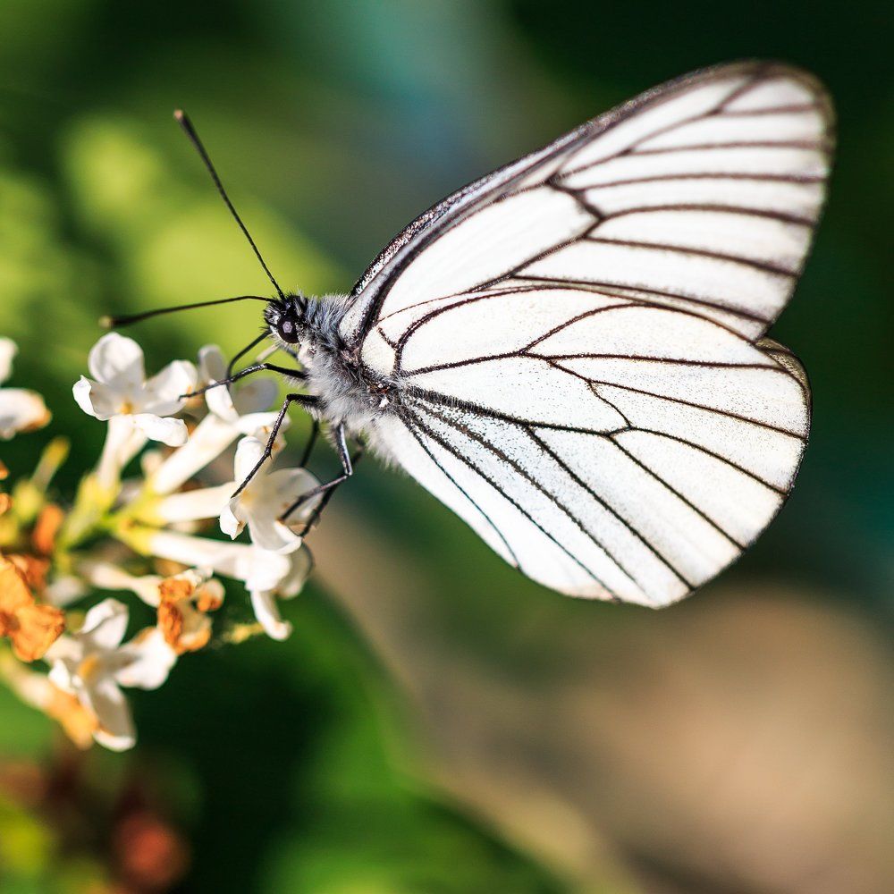 Летняя красавица