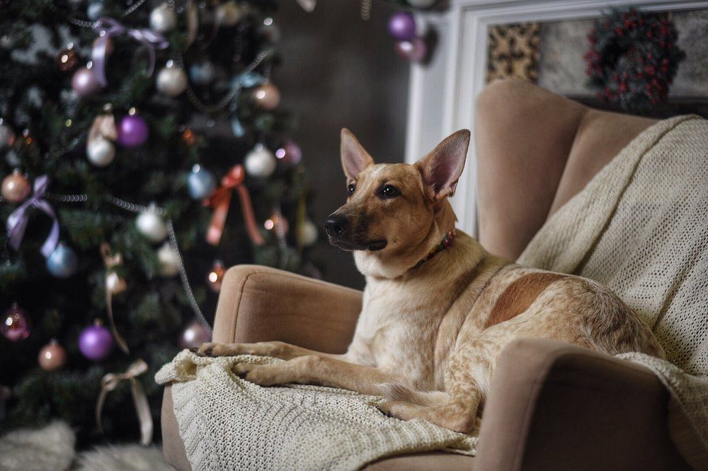 с новым годом