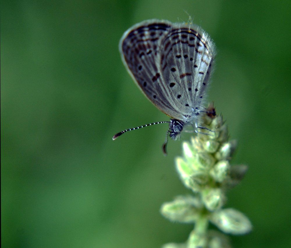 wild butterfly