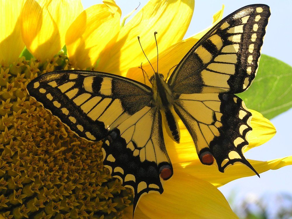 Солнечный подарок