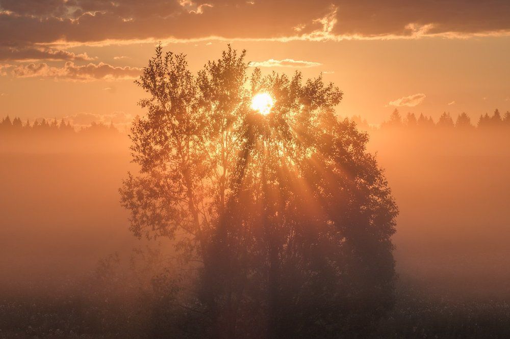 Лучистое дерево