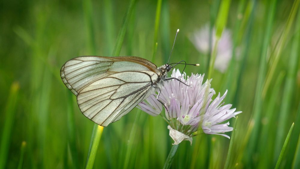 Бабочка летним днем.