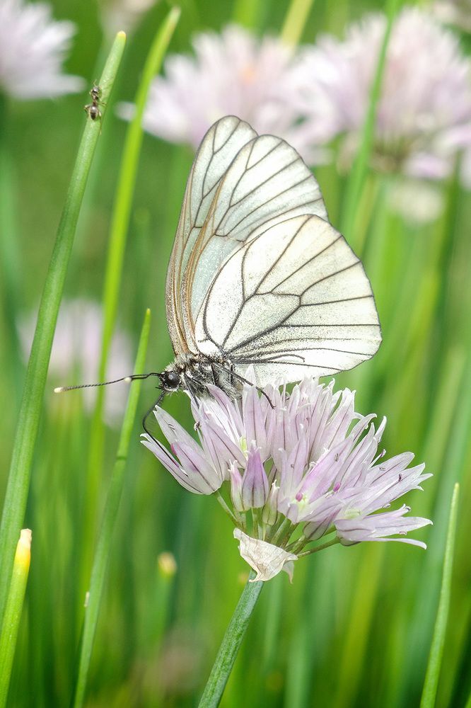Бабочка и муравей