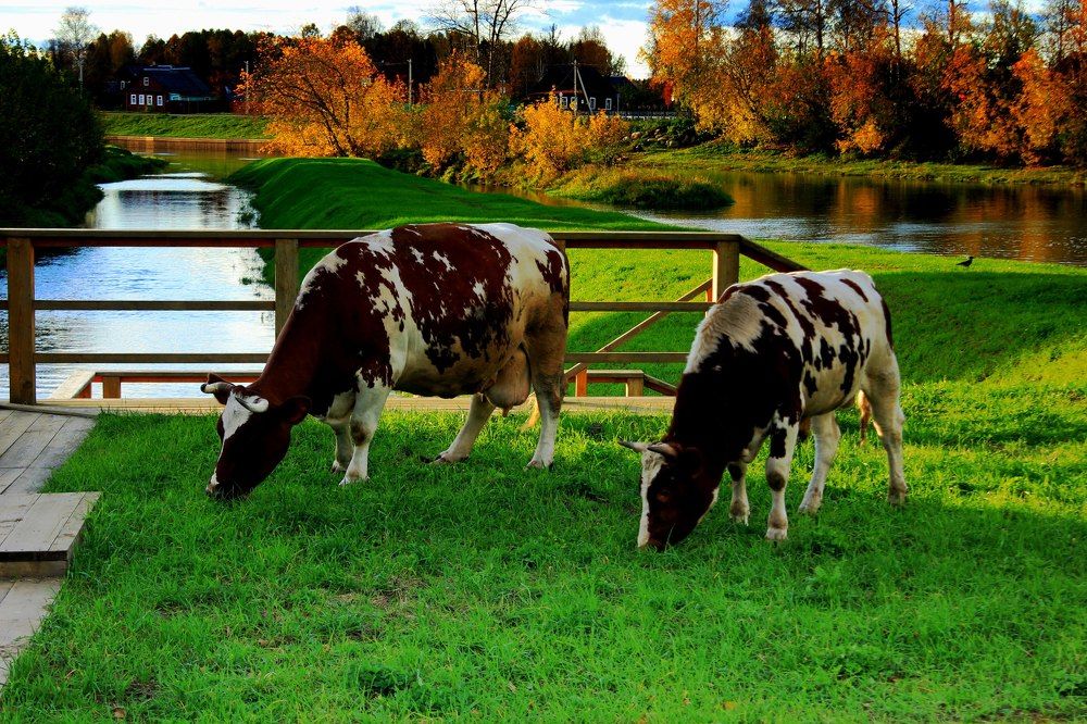 коровы на выгулеле