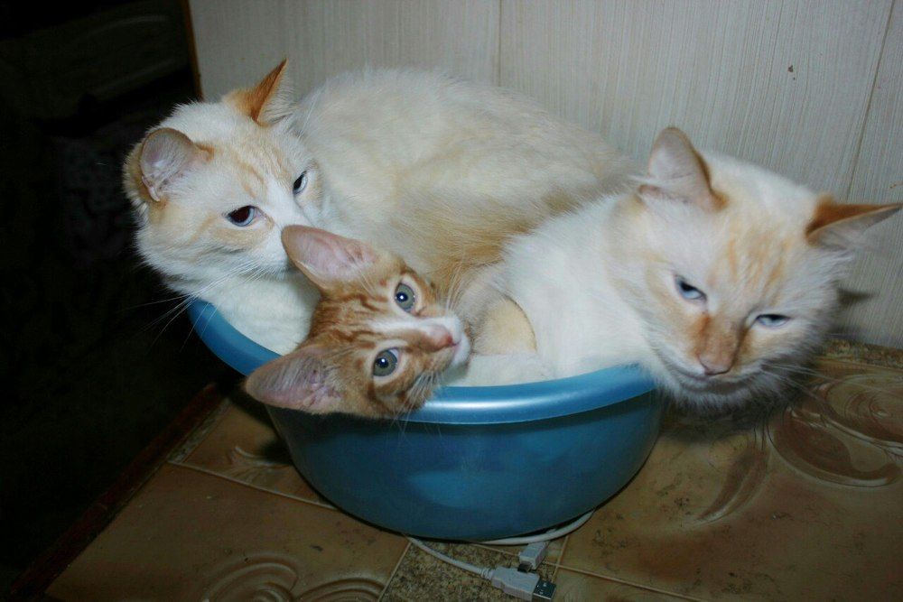 папа сын и дедушка