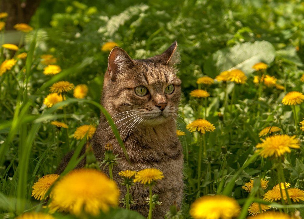 В одуванчиках