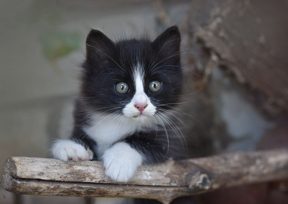 Первая охота.