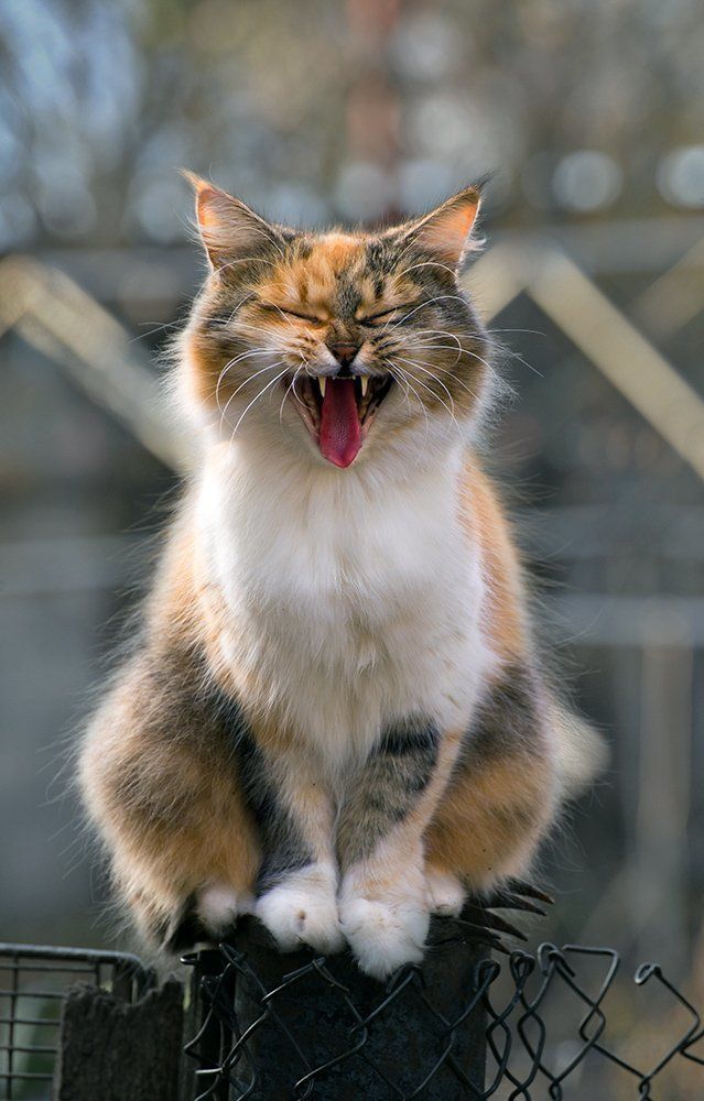 Песня любви.