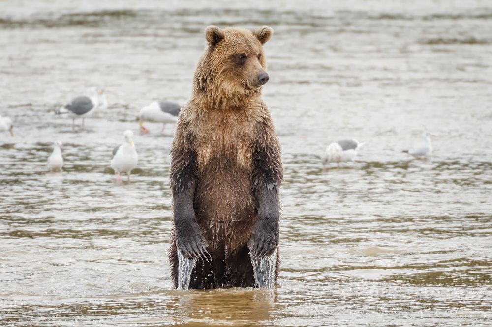 Сложно ловить рыбу в мутной воде...