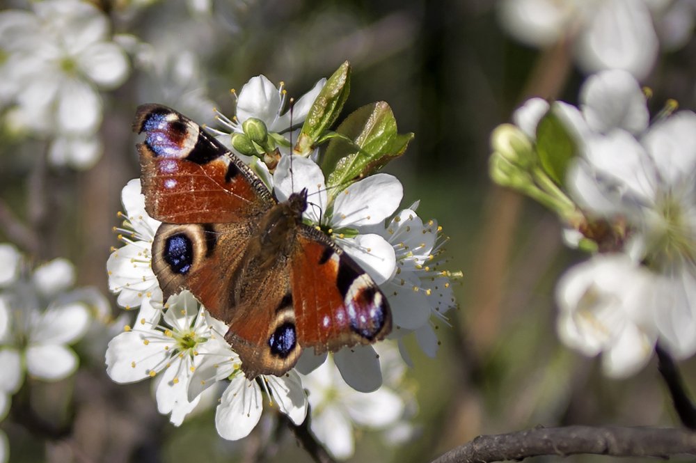 Жажда жизни