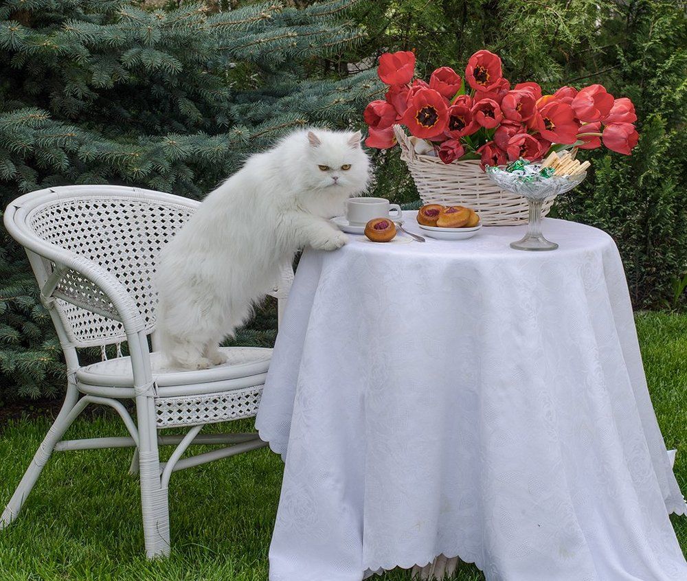 Завтрак аристократа