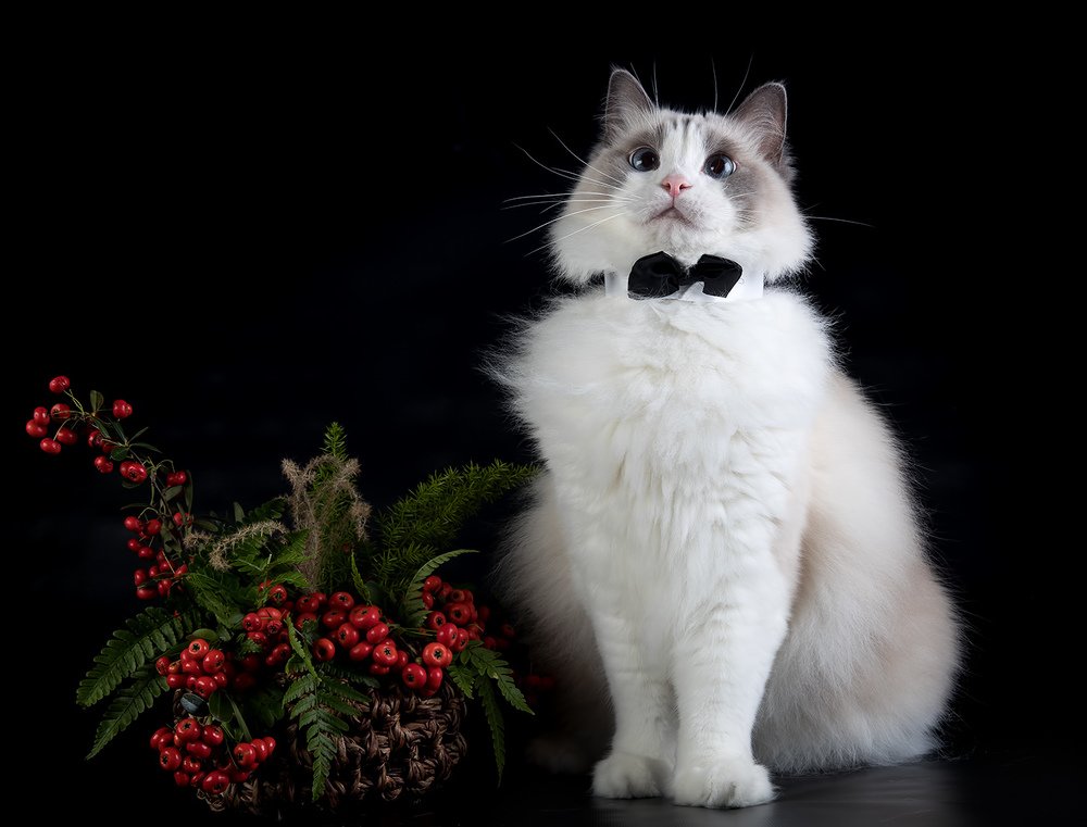 Матильда с ягодами Пираканта ярко-красная Pyracantha